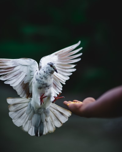 Rock doves fly in hand beside
